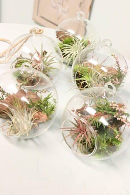Biosphère de Tillandsia