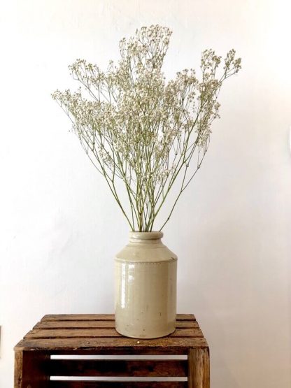 Gypsophile séché