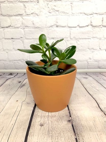 Crassula Jade 4’’