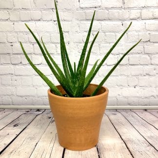 Aloe vera cultivé au Québec 6’’