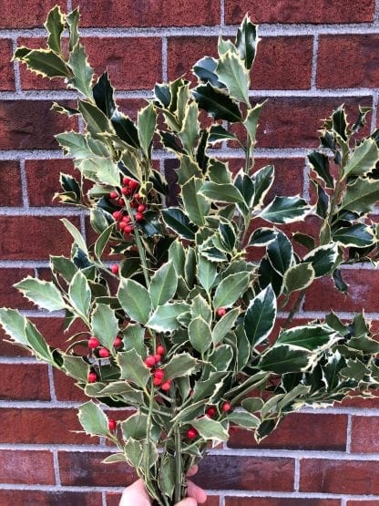 Bouquet de houx panaché