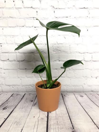 Monstera deliciosa 5"