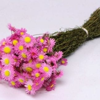 Acroclinium rose 50cm