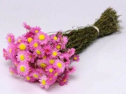 Acroclinium rose 50cm