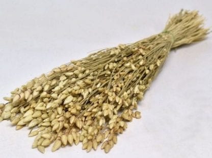 Briza Maxima fleurs séchées