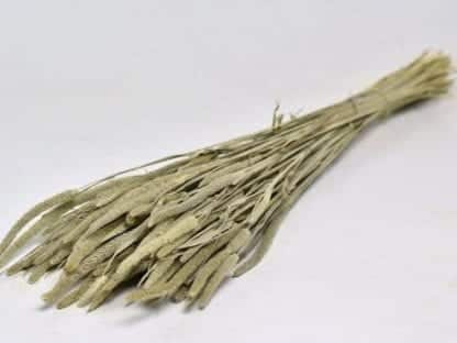 Phleum Pratensis