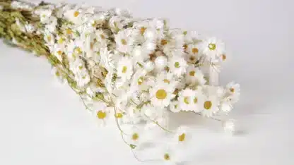 Acroclinium blanc 50 cm
