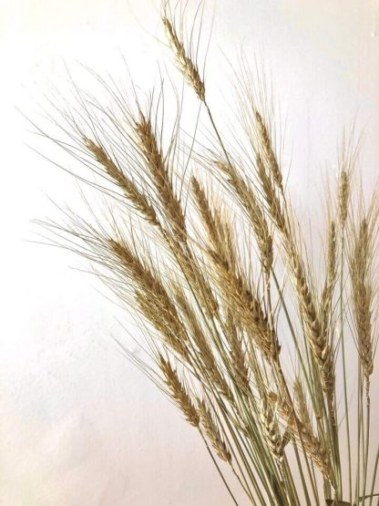 Bouquet d'Orge séché – Image 2