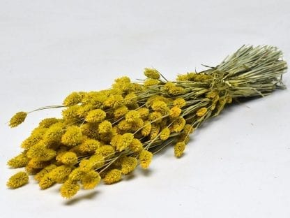 Phalaris moutarde.