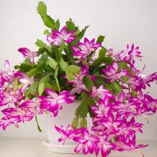 Cactus de Noël au choix du fleuriste