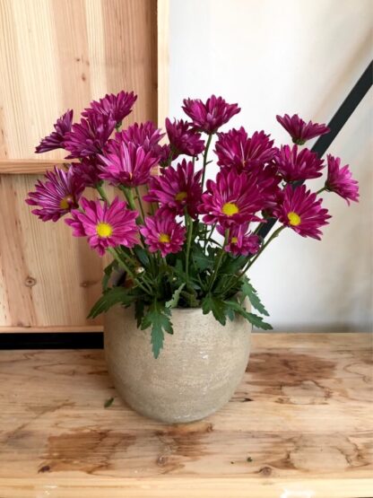 Bouquet de Marguerites