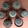 Cactus au choix du fleuriste – Image 2