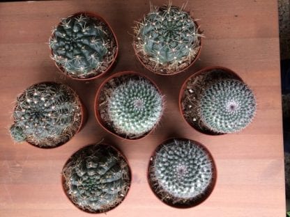 Cactus au choix du fleuriste – Image 2
