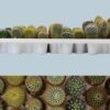 Cactus au choix du fleuriste