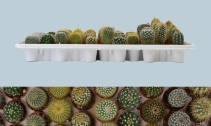 Cactus au choix du fleuriste