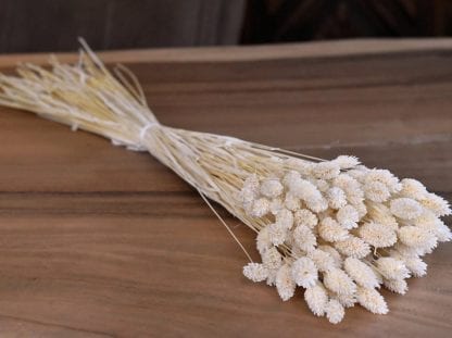 Phalaris blanchi