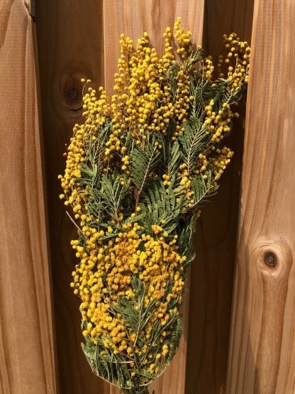 Mimosa séché