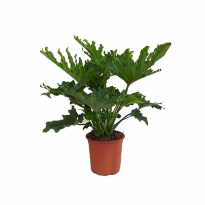 Philodendron selloum 10"