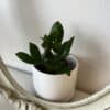 Zamioculcas Zamiifolia / ZZ plant – Image 4