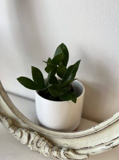 Zamioculcas Zamiifolia / ZZ plant – Image 4