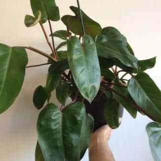 Philodendron Emerald Red