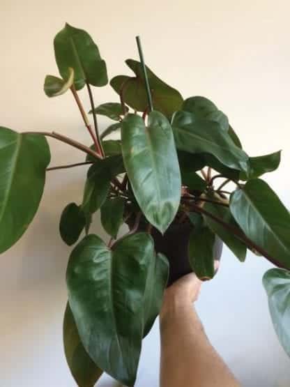 Philodendron Emerald Red