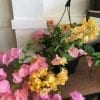 Bougainvillea 10"