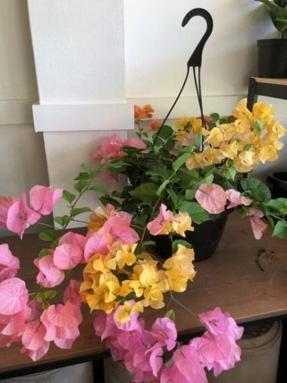 Bougainvillea 10"