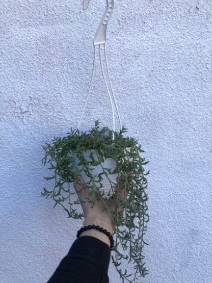 String of Dolphins 6" en panier suspendu