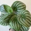 Peperomia melon d’eau 6’’