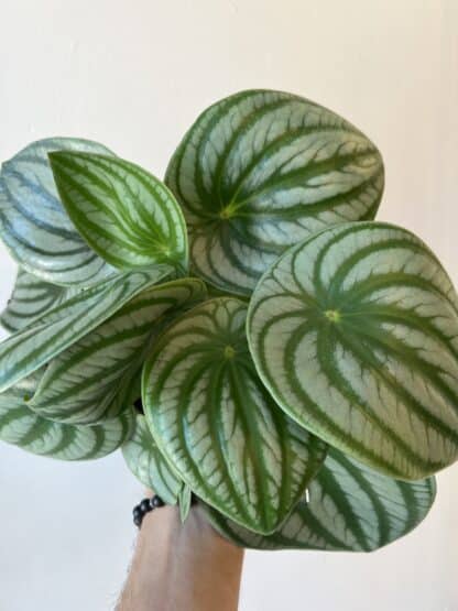 Peperomia melon d’eau 6’’