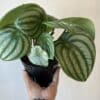 Peperomia melon d’eau 6’’ – Image 2