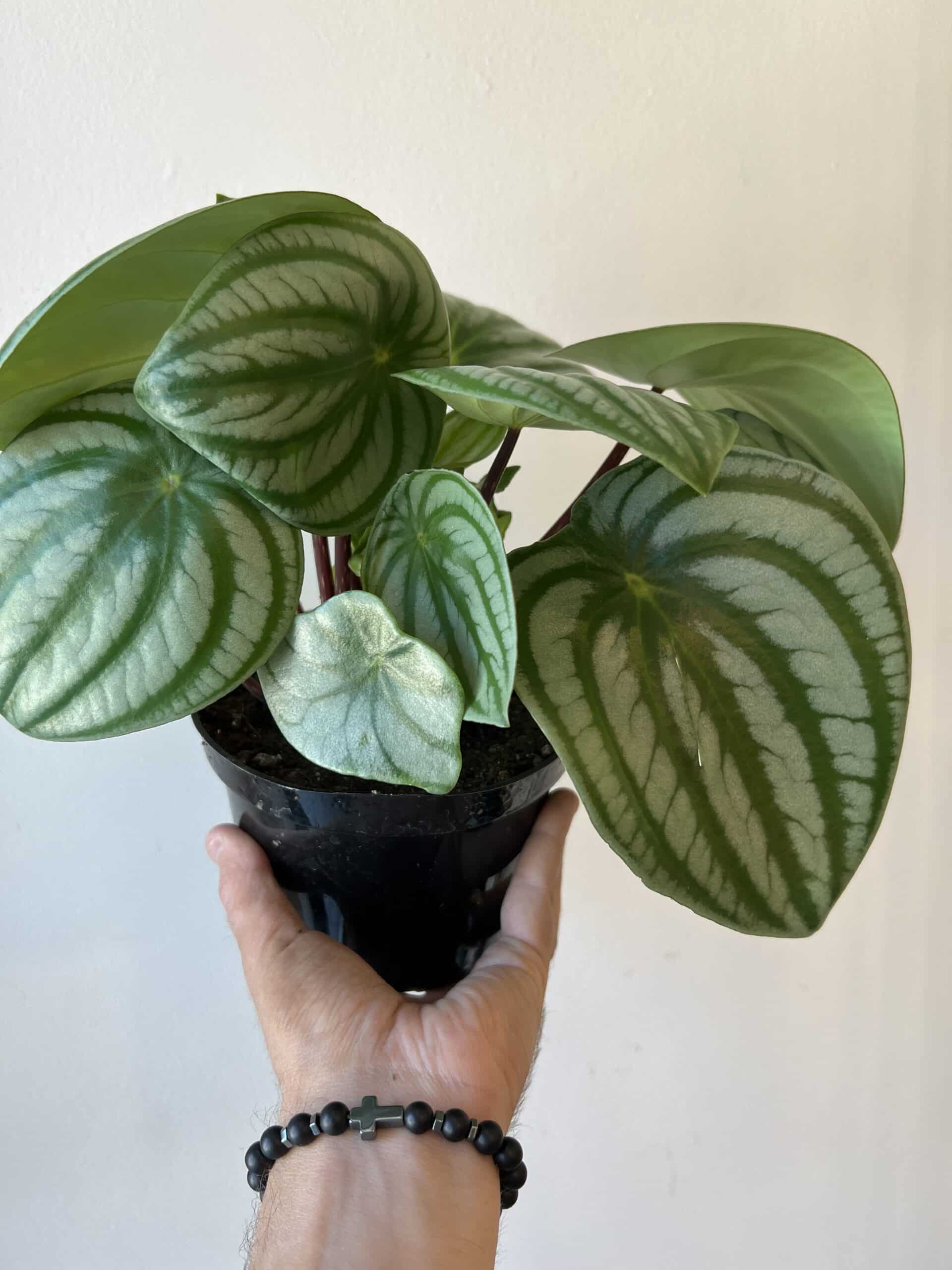 Peperomia melon d’eau 6’’