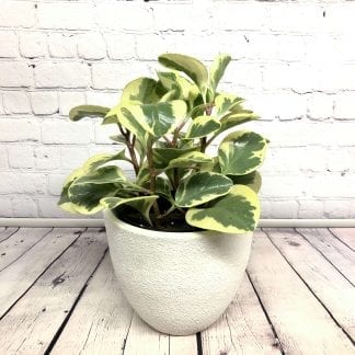 Peperomia Obtusifolia Variegata