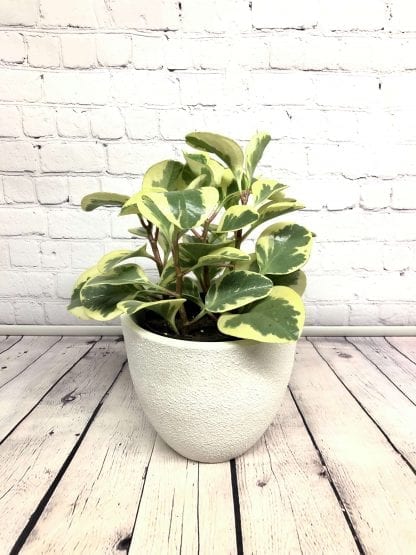 Peperomia Obtusifolia Variegata