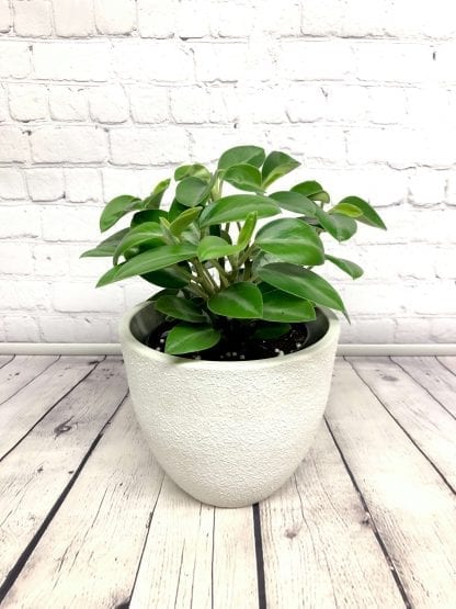 Peperomia Pixie 6’’