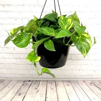 Pothos Golden