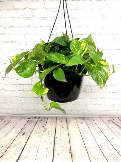Pothos Golden