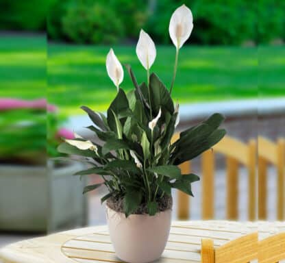 Spathiphyllum 8"