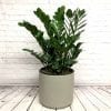 Zamioculcas Zamiifolia / ZZ plant