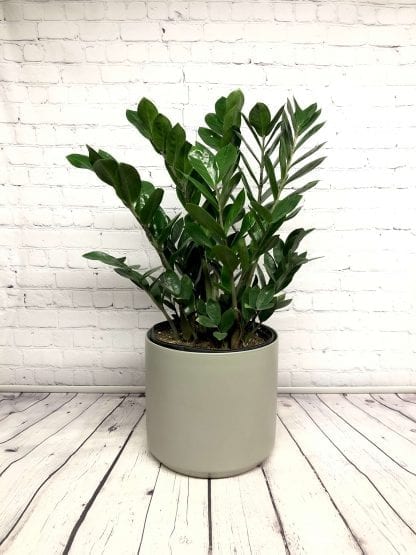 Zamioculcas Zamiifolia / ZZ plant