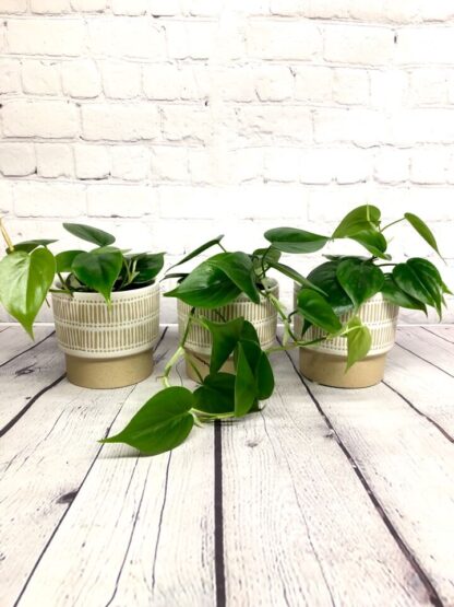Philodendron cordatum