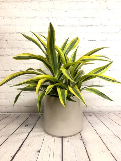 Dracaena lime 6"
