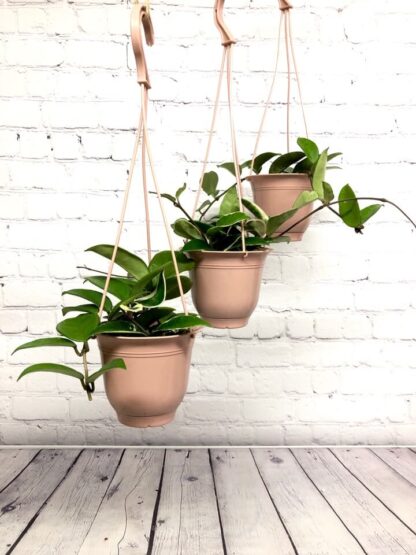 Hoya Carnosa 4’’ en panier suspendu