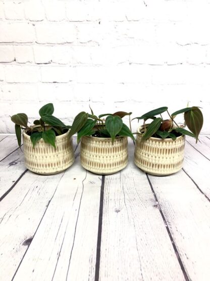 Philodendron Mican 3’’