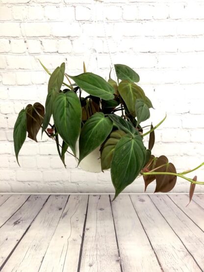 Philodendron Mican 6’’ en panier suspendu