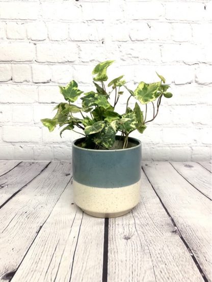 Cache-pot Miguel 4.5”