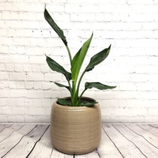 Strelitzia / oiseau du paradis 5’’