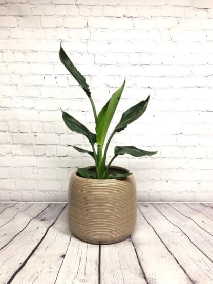 Strelitzia / oiseau du paradis 6’’