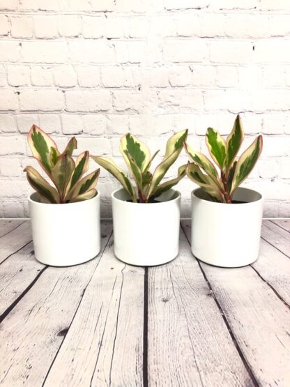 Peperomia clusiifoli variegata Jelly 4”